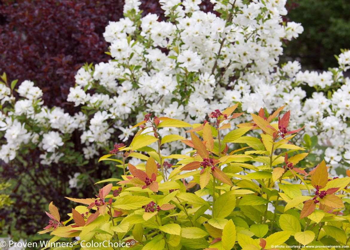 spiraea japonica Double Play Big Bang