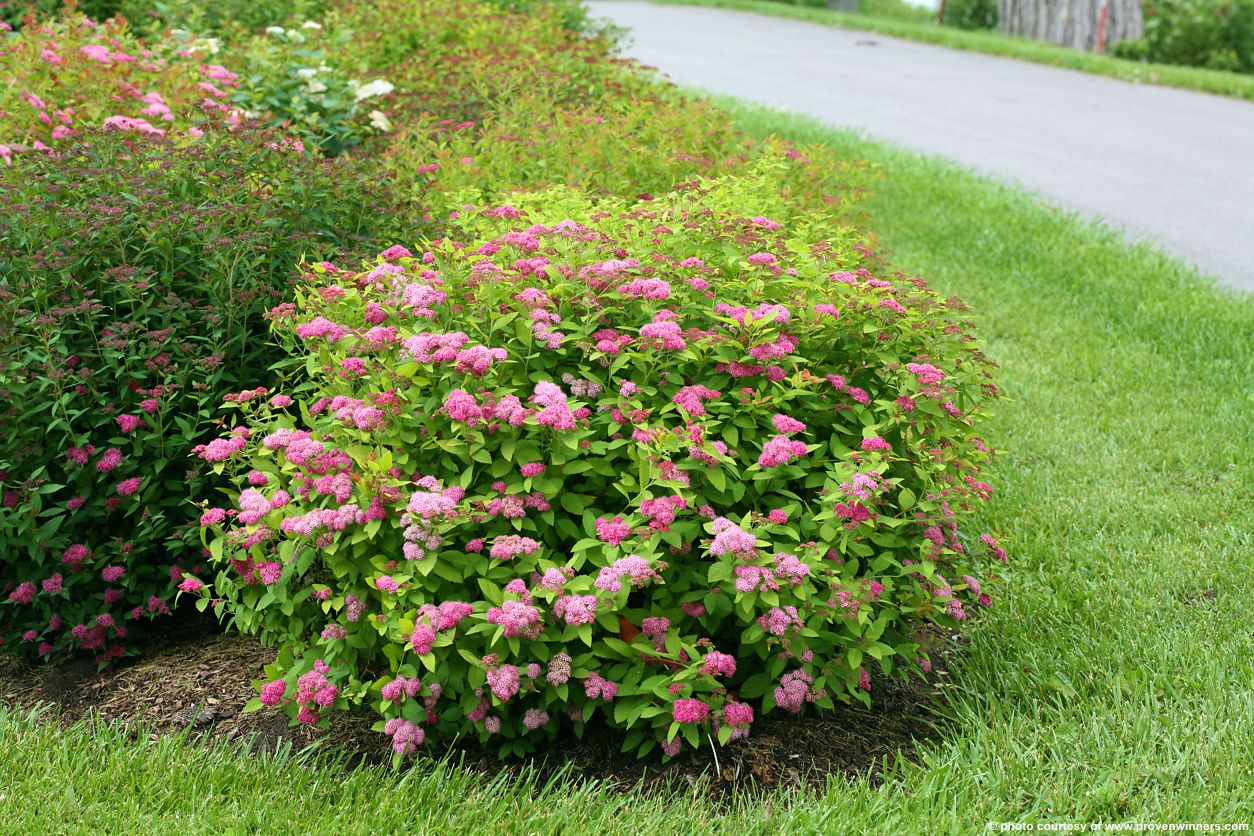 spiraea japonica Double Play Big Bang