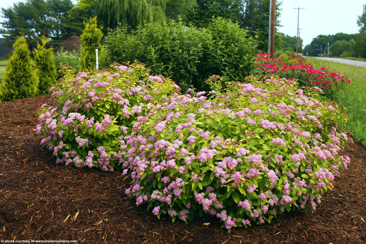 spiraea japonica Double Play Big Bang
