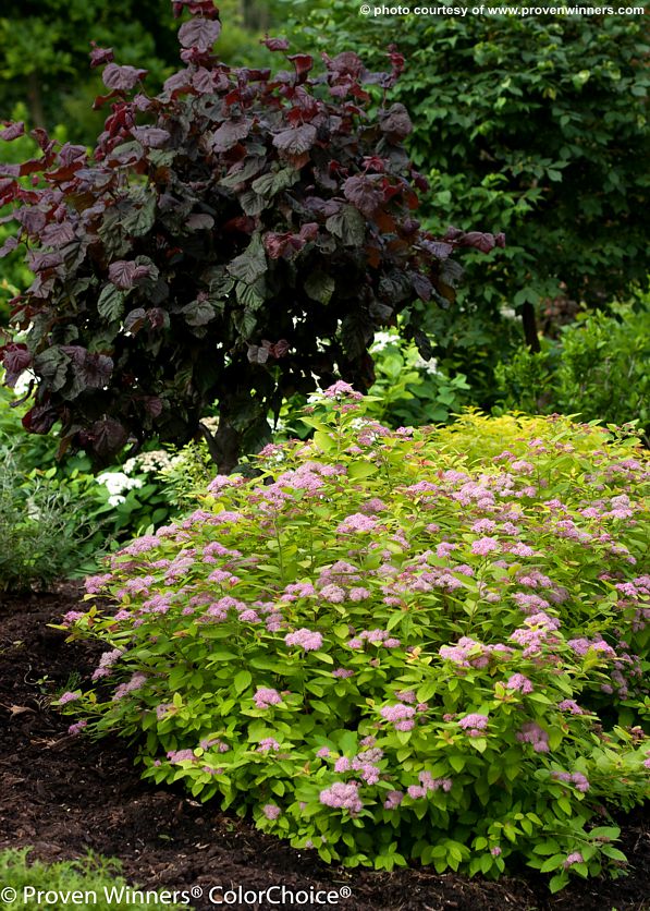 spiraea japonica Double Play Big Bang