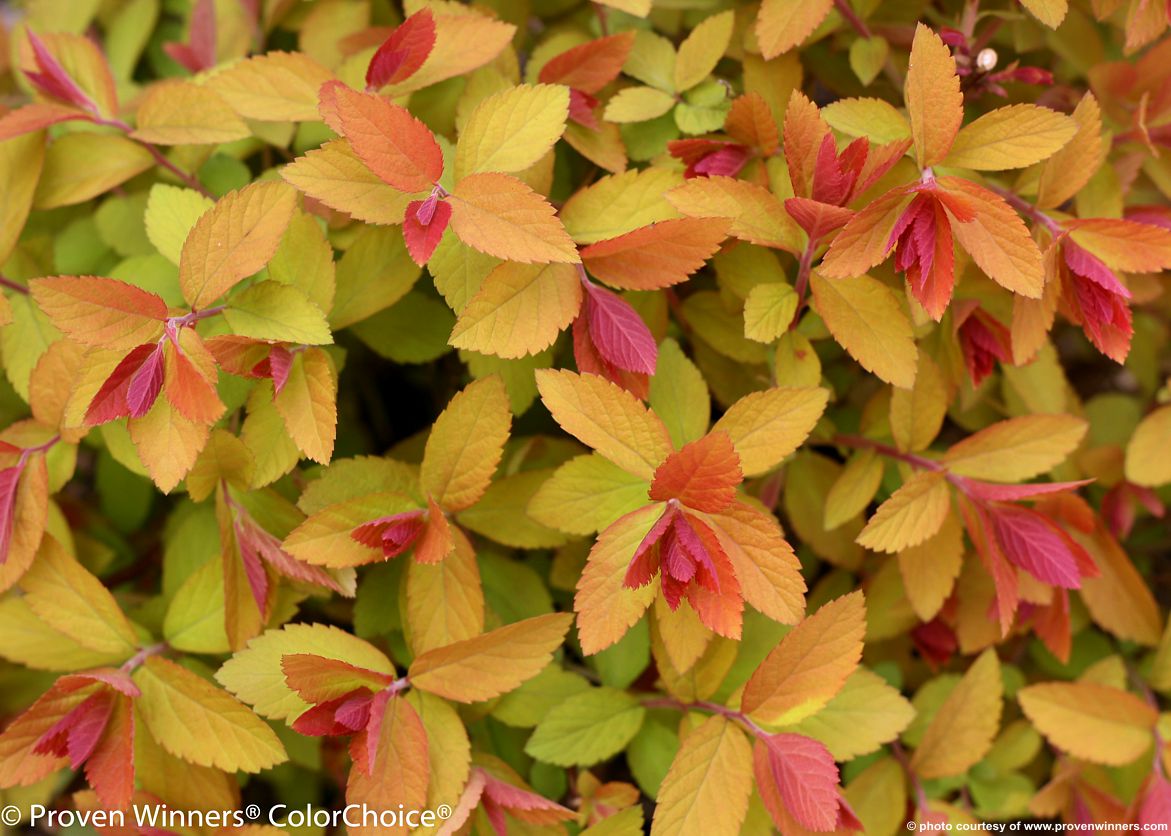 spiraea japonica Double Play Big Bang