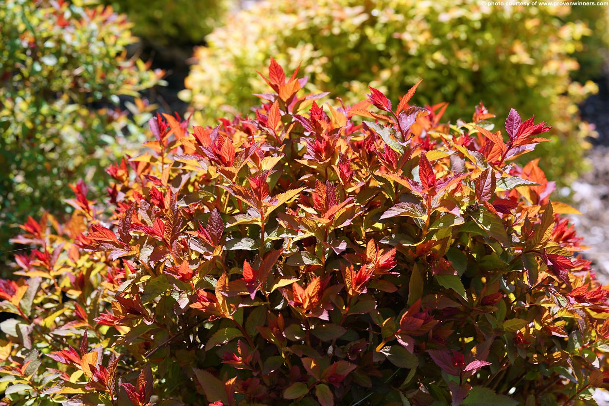 spiraea japonica Double Play Doozie