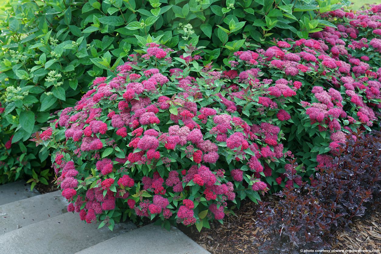 spiraea japonica Double Play Doozie