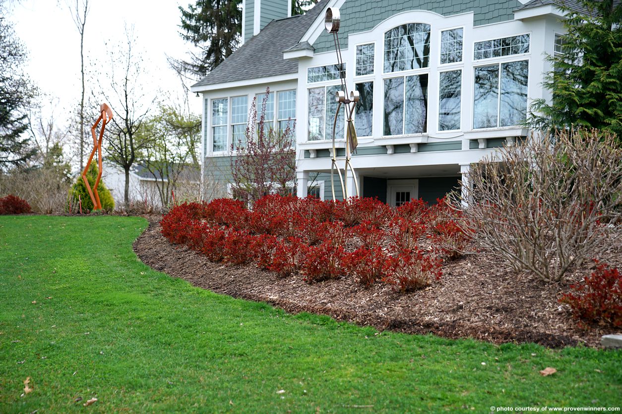 spiraea japonica Double Play Doozie