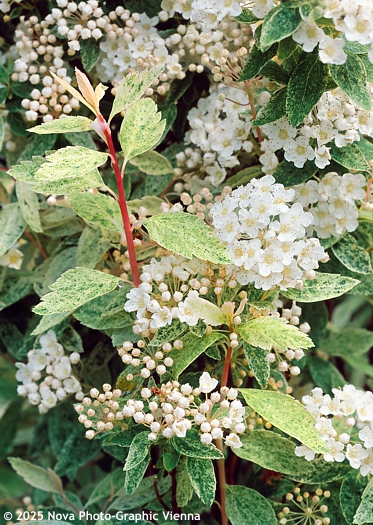 Spiraea x vanhouttei 'PINK ICE'