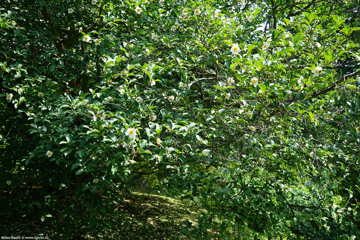 stewartia pseudocamellia