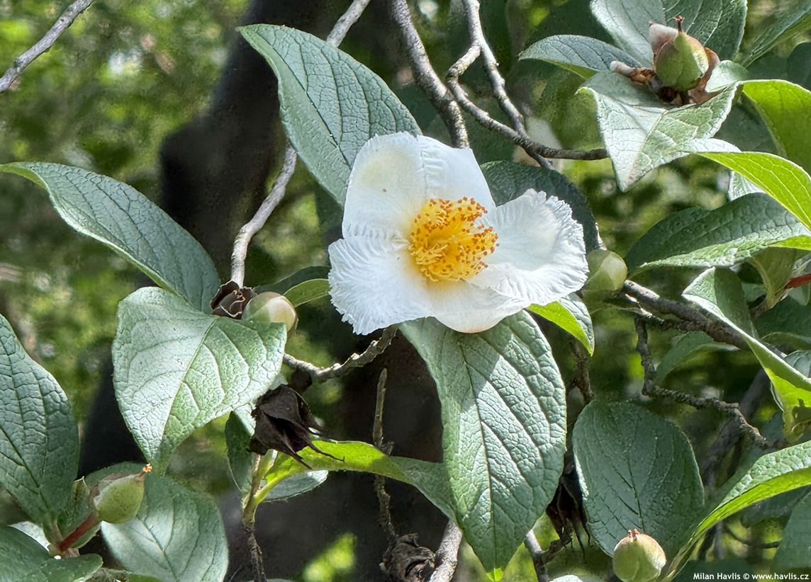 stewartia pseudocamellia