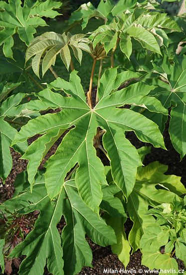 Tetrapanax papyrifer 'REX'