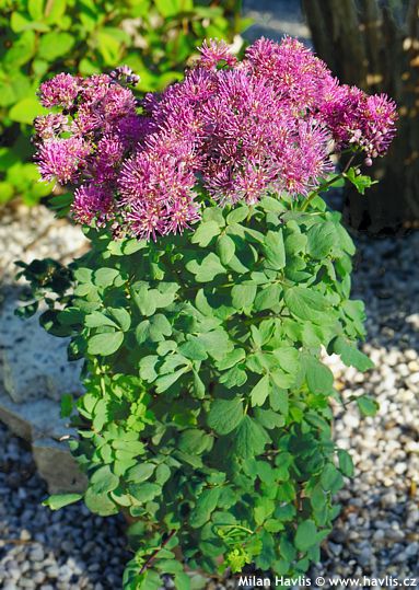 Thalictrum 'Little Pinkie' CENSATION  LITTLE PINKIE
