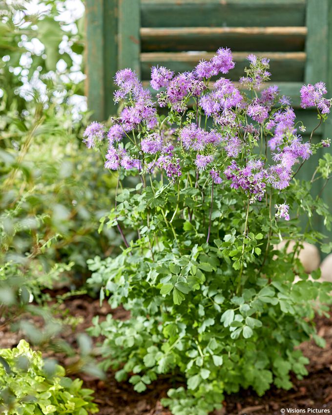 thalictrum Little Pinkie VIS1.jpg