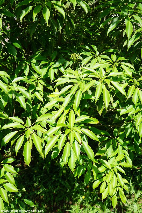 trochodendron aralioides