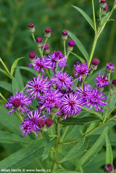 Vernonia noveboracensis