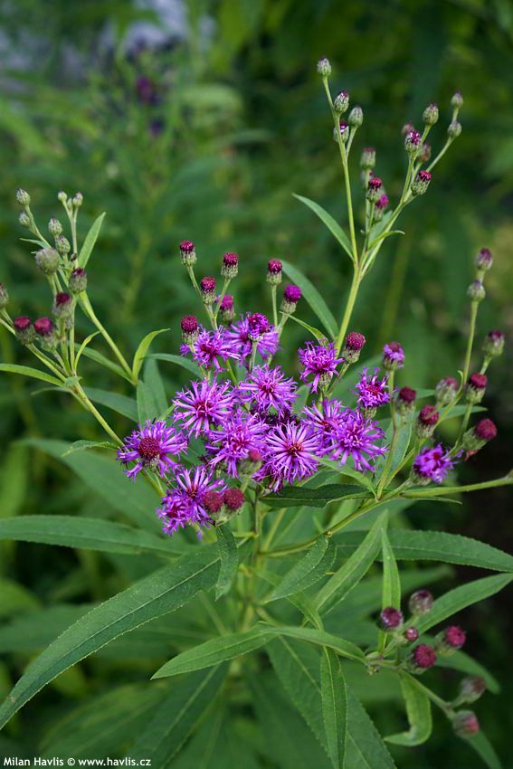 vernonia noveboracensis 2026 1 edit.jpg