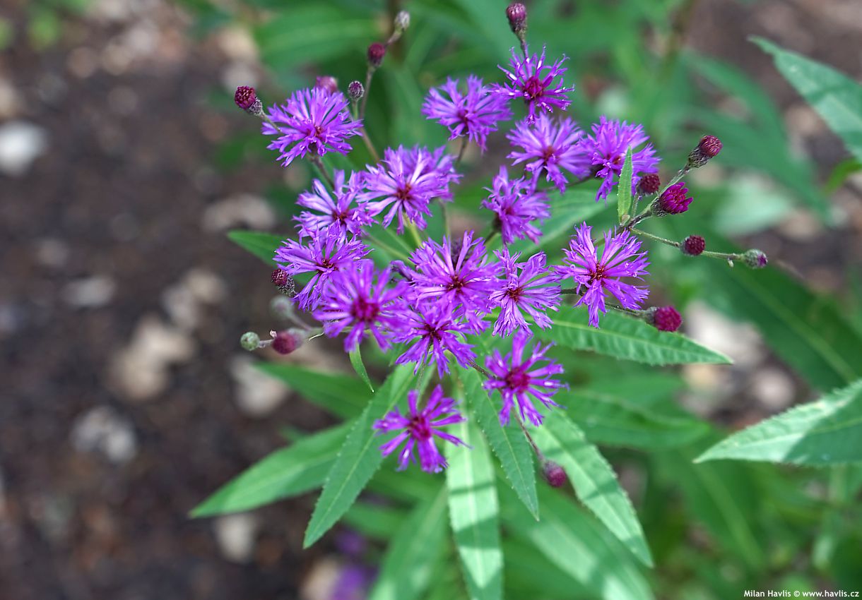 vernonia noveboracensis 2026 (10).jpg