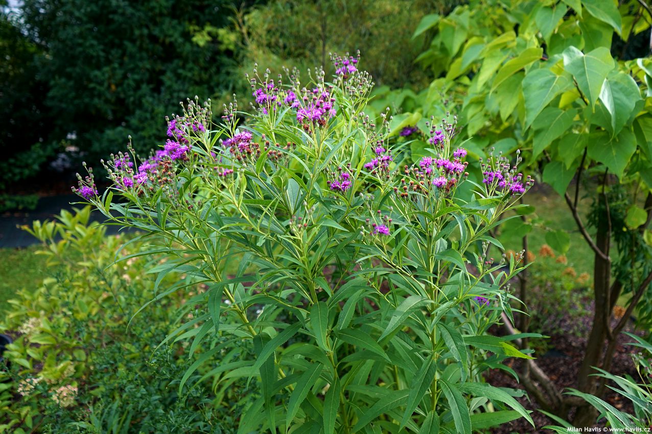 vernonia noveboracensis 2026 (13).jpg
