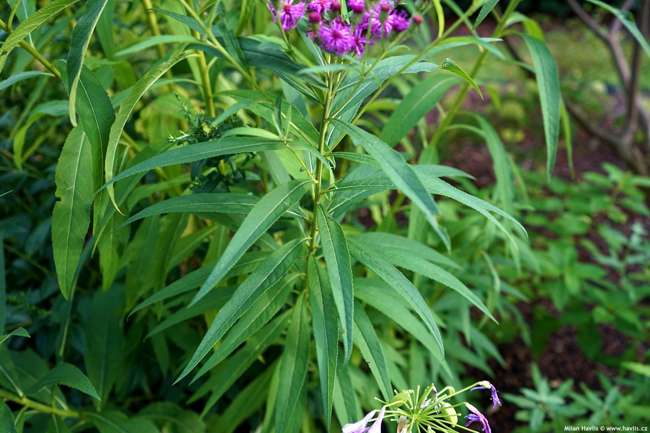 vernonia noveboracensis 2026 (14).jpg