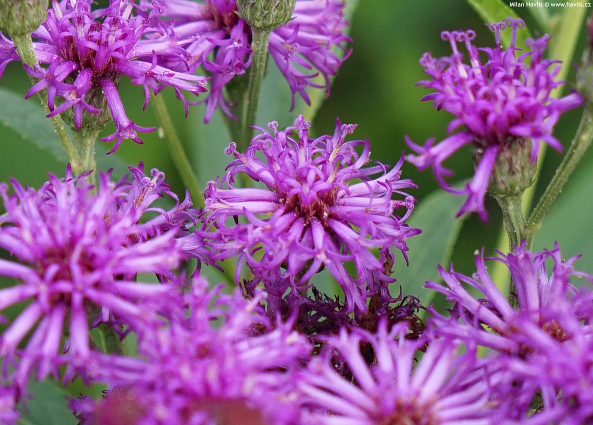 vernonia noveboracensis 2026 (1).jpg