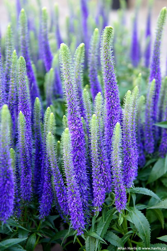 veronica spicata Ulster Blue Dwarf