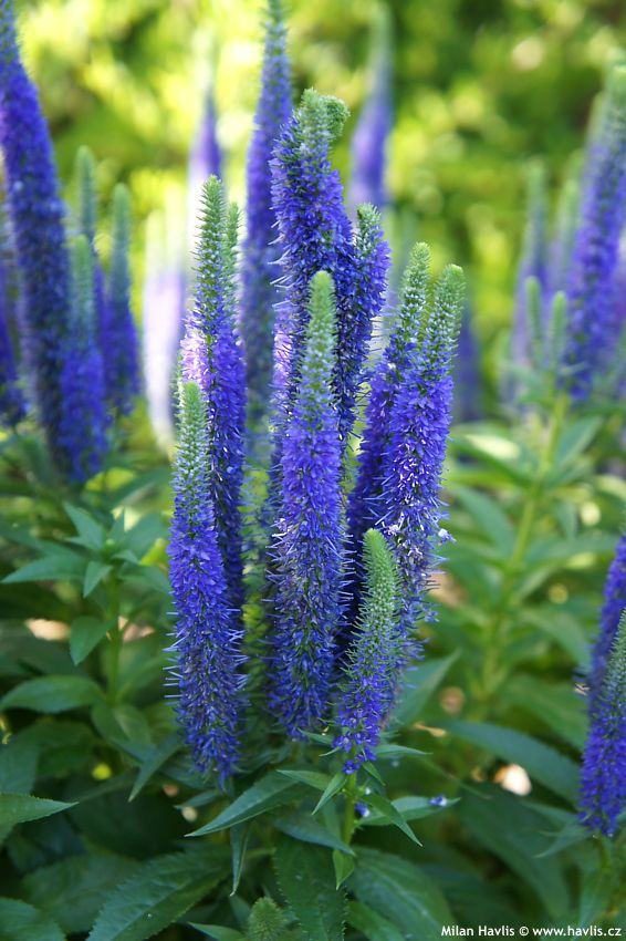 veronica spicata Ulster Blue Dwarf