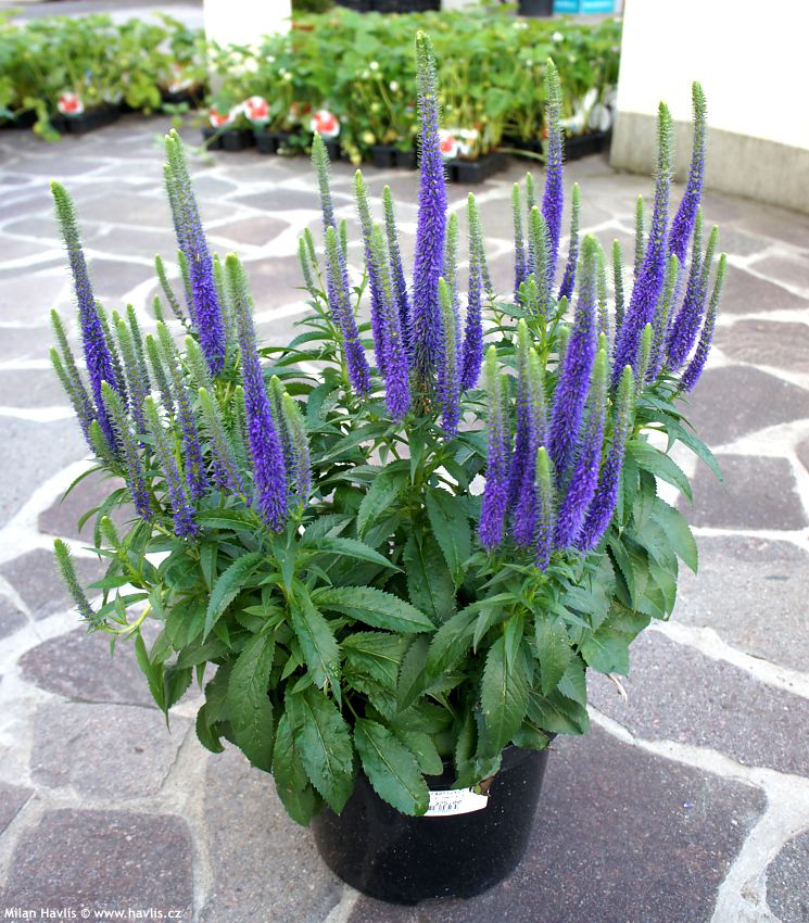 veronica spicata Ulster Blue Dwarf