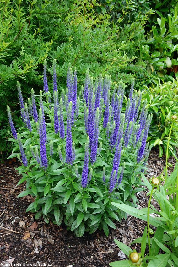 veronica spicata Ulster Blue Dwarf