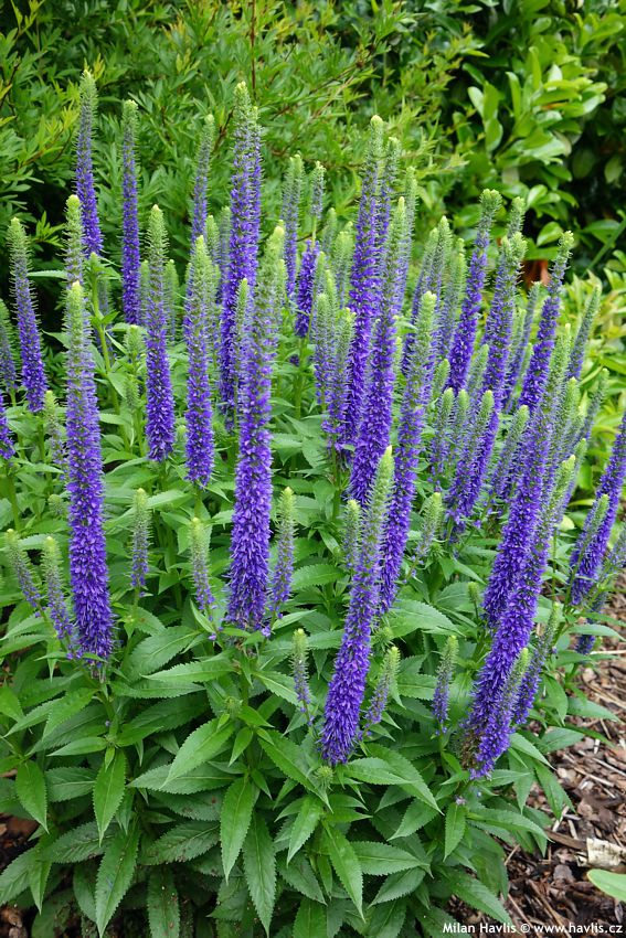 veronica spicata Ulster Blue Dwarf