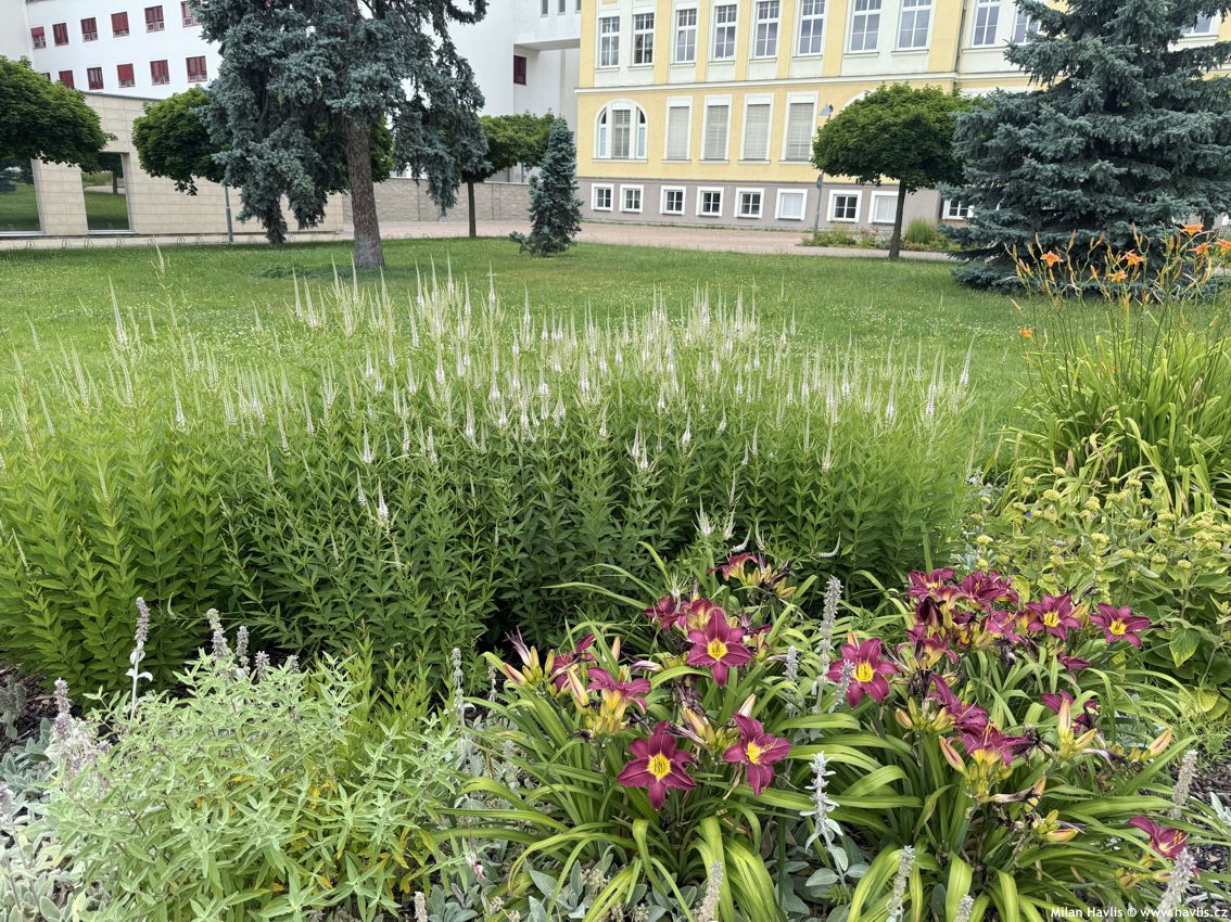 veronicastrum virginicum Diane 2026 (3).jpg
