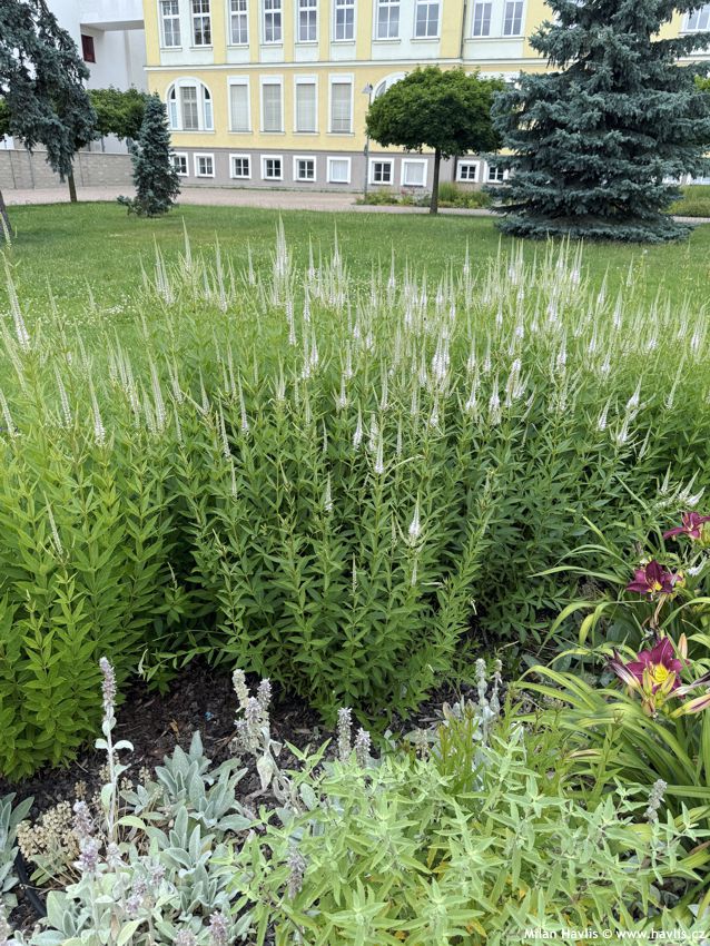veronicastrum virginicum Diane 2026 (4).jpg