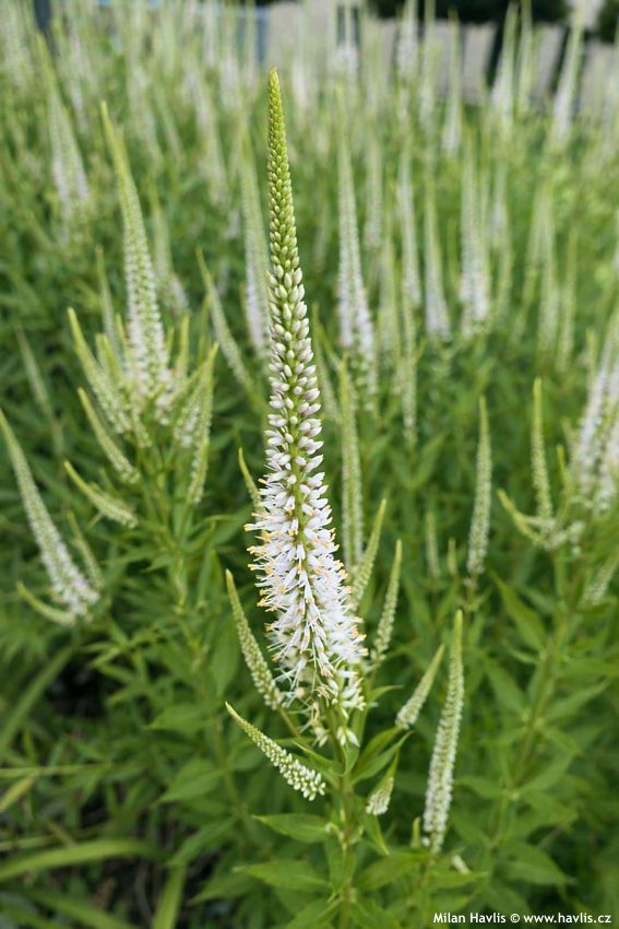 veronicastrum virginicum Diane 2026 detail.jpg