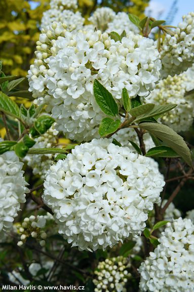 Viburnum (Egolf hybrids) 'ESKIMO'