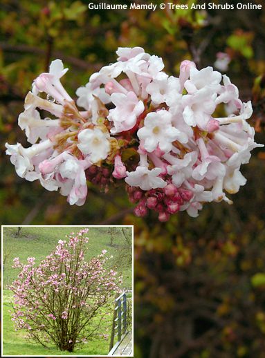 Viburnum farreri