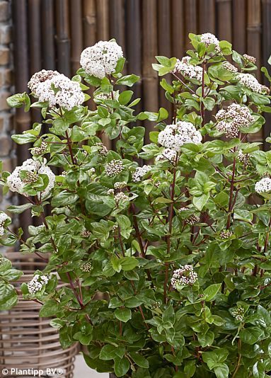 Viburnum tinus ROCK & ROLLA�