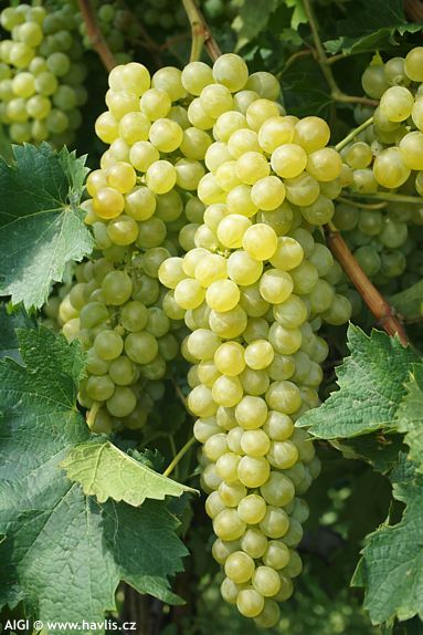 Vitis 'SUPAGA'