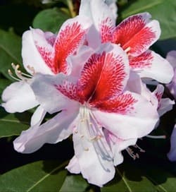 rododendrony