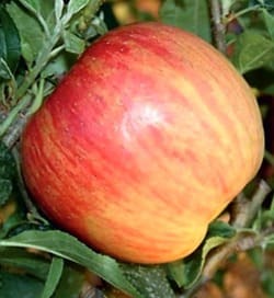 ovocn
