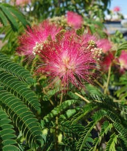 exotika