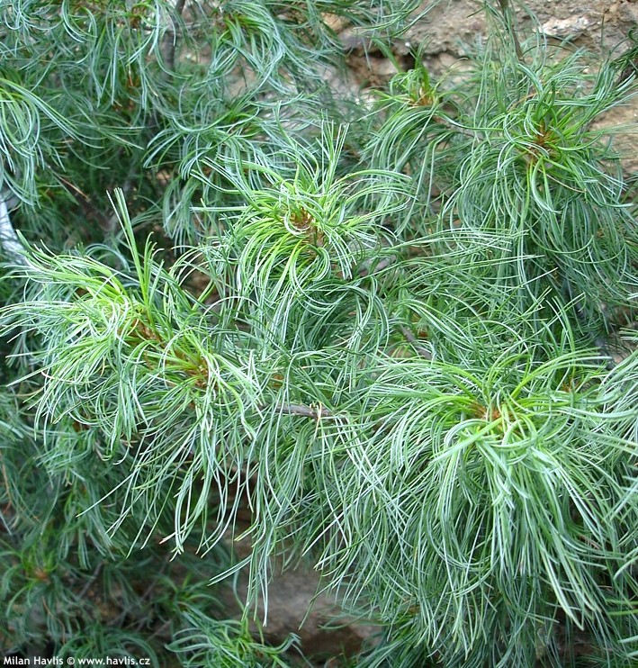 Mädchenkiefer Tiny Curls Pinus strobus Tiny Curls Weymouthskiefer 