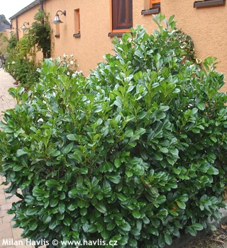 Prunus laurocerasus 'Anbri'