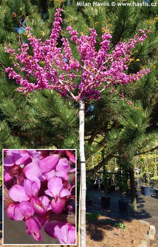 Cercis chinensis