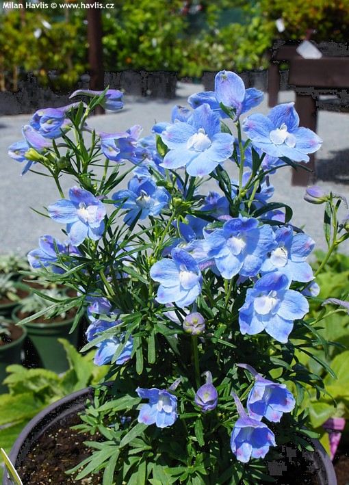 Image of Summer blues larkspur flower in a pot