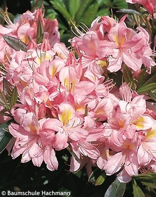 Rhododendron Millenium 40-50cm Rhododendron viscosum 