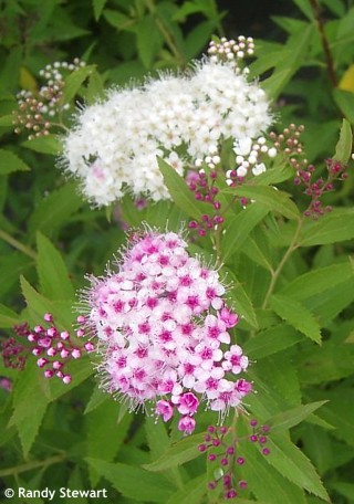 Spiraea japonica ('Shirobana')