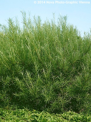 Salix elaeagnos (salix rosmarinifolia)