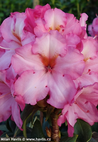 Rhododendron ('Autumn Magic')