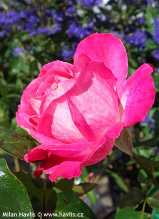 Rosa ('Rose Gaujard')