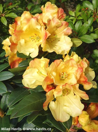 Rhododendron (syn. 'Ines')