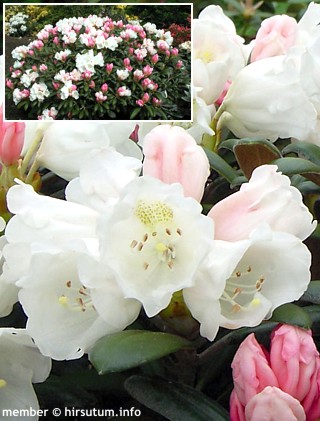 Rhododendron (yakushimanum)