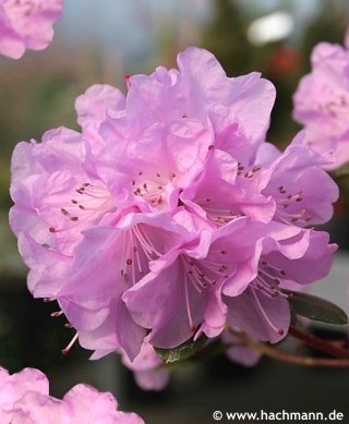 Rhododendron (dauricum)