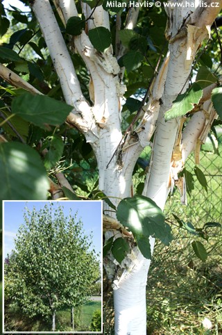 Betula utilis (betula jacquemontii)