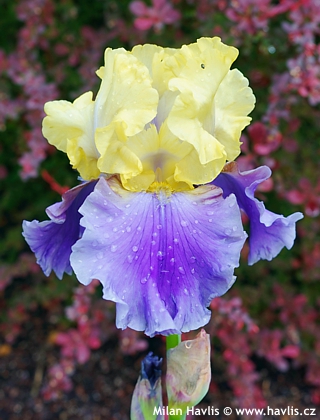 Iris (sk. germanica)